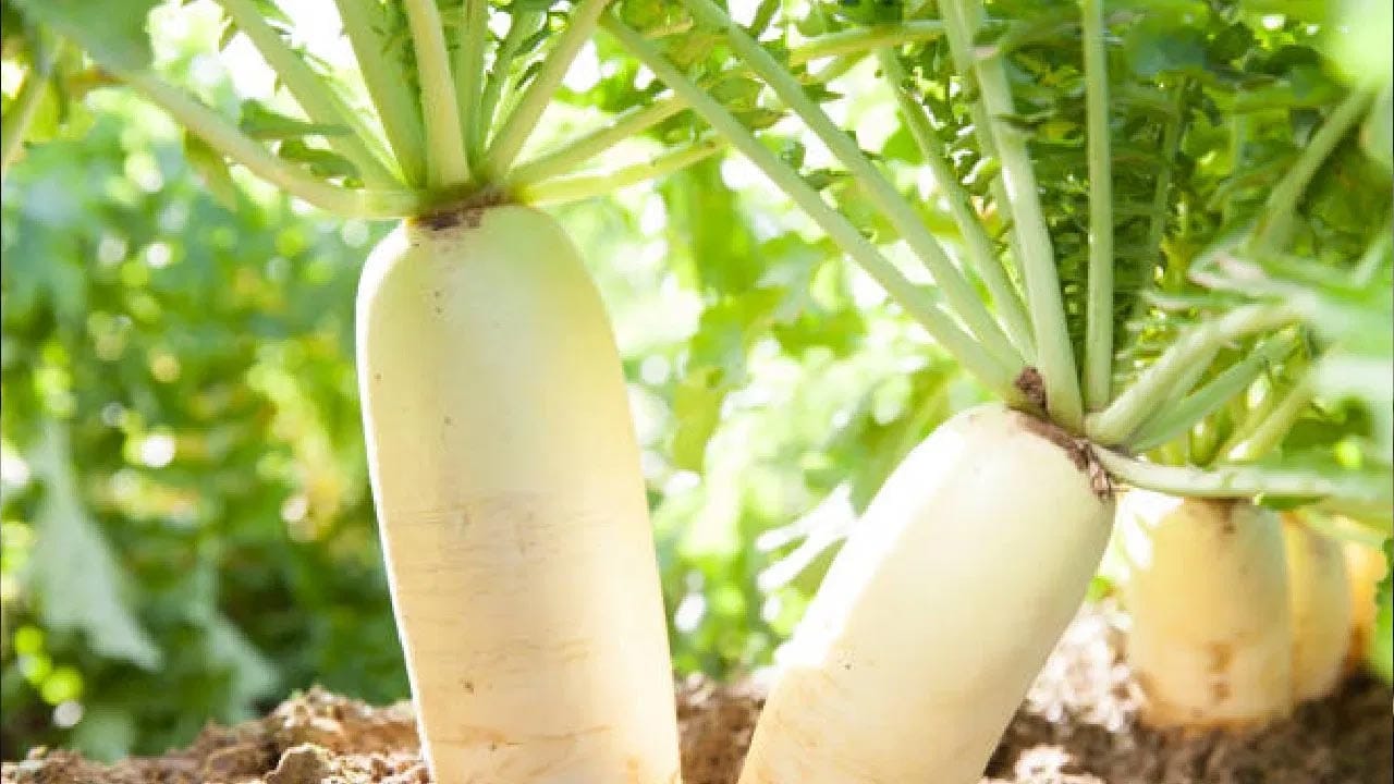 దీర్ఘకాలిక వ్యాధుల నుంచి రక్షించడంలో ముల్లంగి సహాయపడుతుంది. కాలేయ ఆరోగ్యాన్ని మెరుగుపరుస్తుంది. ముల్లంగిలో ఉండే అధిక నీరు, ఫైబర్ కడుపును ఎక్కువ సమయం నిండుగా ఉంచుతుంది. అందువలన బరువు తగ్గడానికి సహాయపడుతుంది.