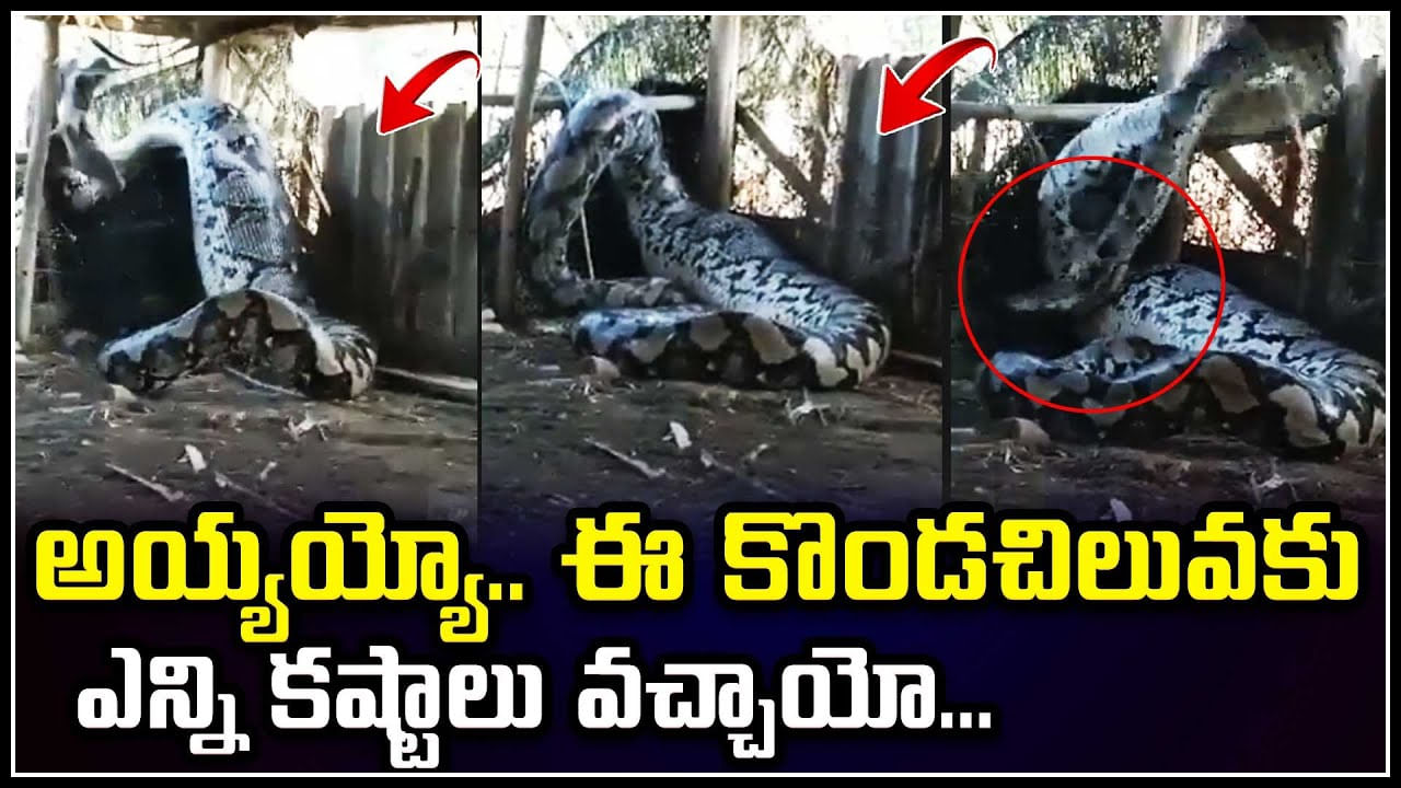 Python: వామ్మో.! ఏంటి ఇంతుంది.. కొండచిలువకు ఎన్ని కష్టాలు వచ్చాయో.. అదిరిపోయే వీడియో.