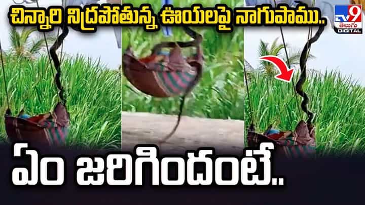 చిన్నారి నిద్రపోతున్న ఊయలపై నాగుపాము.. ఏం జరిగిందంటే ?? చిన్నారి నిద్రపోతున్న ఊయలపై నాగుపాము.. ఏం జరిగిందంటే ??