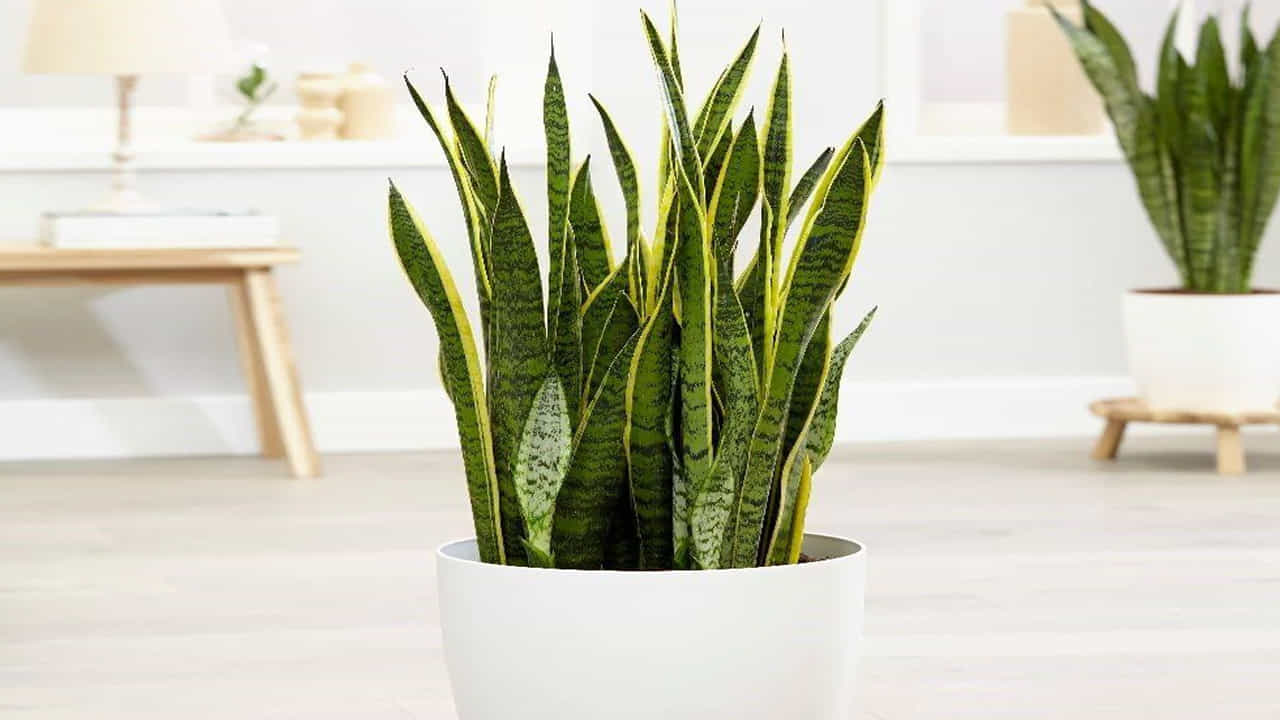 snake plant: స్నేక్ ప్లాంట్ మొక్క గాలి నుండి విషాన్ని గ్రహిస్తుంది. ఈ స్నేక్ ప్లాంట్ని మీ ఇంట్లో ఉంచడం వల్ల ఆక్సిజన్ స్థాయిలను మెరుగుపరుస్తుంది. గాలిని శుద్ధి చేస్తుంది. పైగా ఈ మొక్కను పెంచడం కోసం ఎక్కువగా కష్టపడాల్సిన అవసరం లేదు.