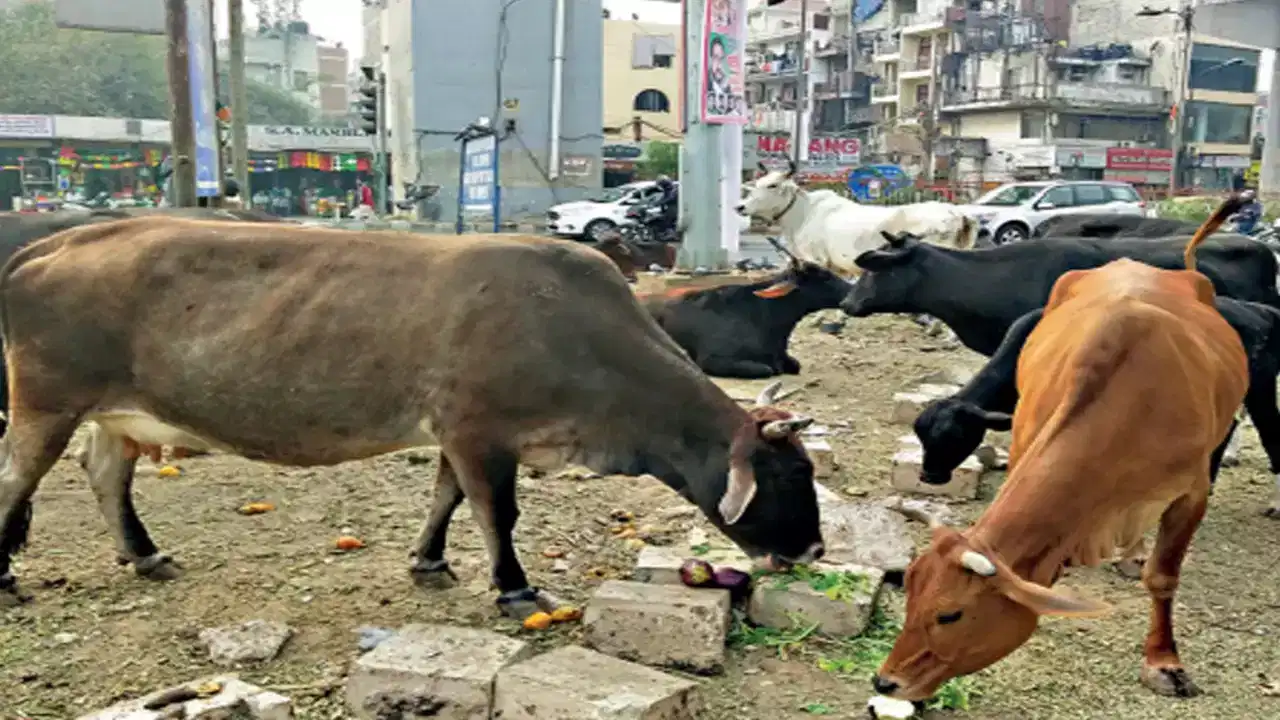 ఆవు: ఆవు అనేది శుభ సూచికం. హిందూ సంప్రదాయంలో ఆవును దేవతగా పూజిస్తారు. స్వప్న శాస్త్ర ప్రకారం ఆవు కలలో కనిపిస్తే.. మనం చేపట్టిన పనుల్లో ఎలాంటి అవరోధాలు లేకుండా విజయం సాధిస్తుందని అర్థం. ఈ కల వచ్చిన వాళ్లు ఆవుకు రొట్టెలు, గడ్డి, నానబెట్టిన పప్పులు వంటివి తినిపిస్తే మంచిది.