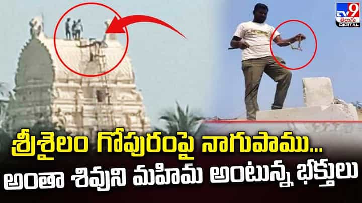 శ్రీశైలం గోపురంపై నాగుపాము.. అంతా శివుని మహిమ అంటున్న భక్తులు శ్రీశైలం గోపురంపై నాగుపాము.. అంతా శివుని మహిమ అంటున్న భక్తులు