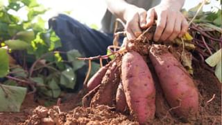 Brain Health: ఆఫీసుల్లో గంటల తరబడి కూర్చునే పని చేసుకుంటున్నారా? త్వరలో మీకు మతిమరుపుతోపాటు