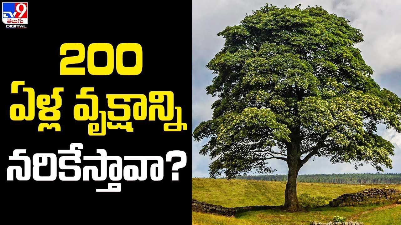 200 years Tree:ఎంత పని చేశావ్‌ బ్రో.. 200 ఏళ్ల వృక్షాన్ని నరికేస్తావా?