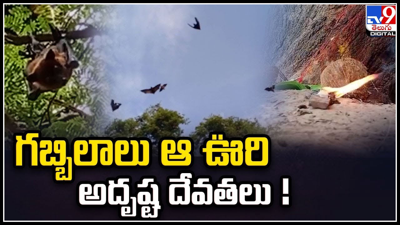 Viral: గబ్బిలాలు ఆ ఊరి అదృష్ట దేవతలు.! చింతచెట్టుకు పూజలు.. గబ్బిలాల వ్యర్థాలతో స్నానం.