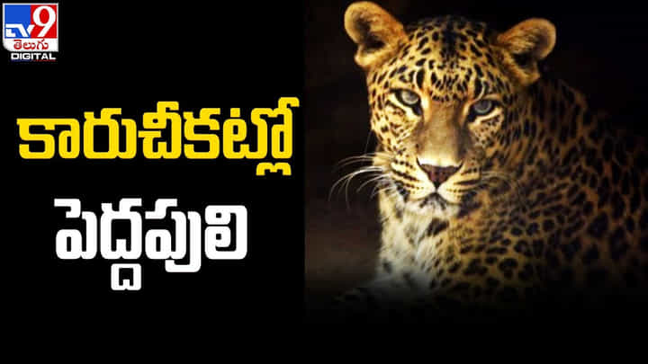Tiger: కారుచీకట్లో పెద్దపులి.. యూపీలోని చెరుకు తోటల్లో పులులు సాధారణమేనట.! Tiger: కారుచీకట్లో పెద్దపులి.. యూపీలోని చెరుకు తోటల్లో పులులు సాధారణమేనట.!