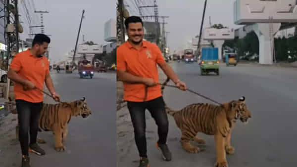 Viral Video: పులికి గొలుసు కట్టిమరీ షికారుకు తీసుకుని వెళ్లిన యువకుడు.. నెట్టింట్లో వీడియో వైరల్..