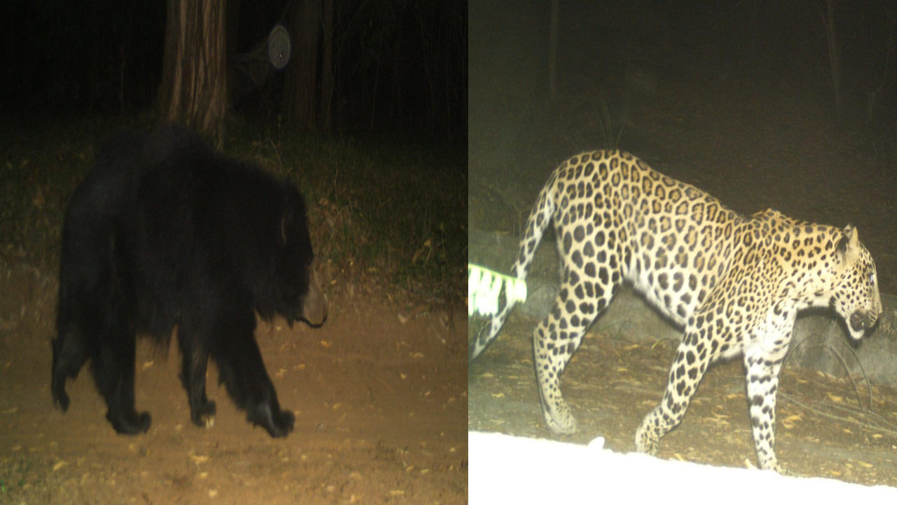 Andhra Pradesh: అలిపిరి నడకమార్గం లో మళ్లీ చిరుత, ఎలుగుబంటి సంచారం