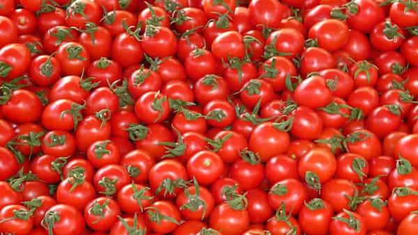 Tomato Price: భారీగా పతనమైన టమాటా ధర.. ఒక టీ కొనాలన్నా.. రైతు 30 కేజీలు అమ్మాల్సిందే..