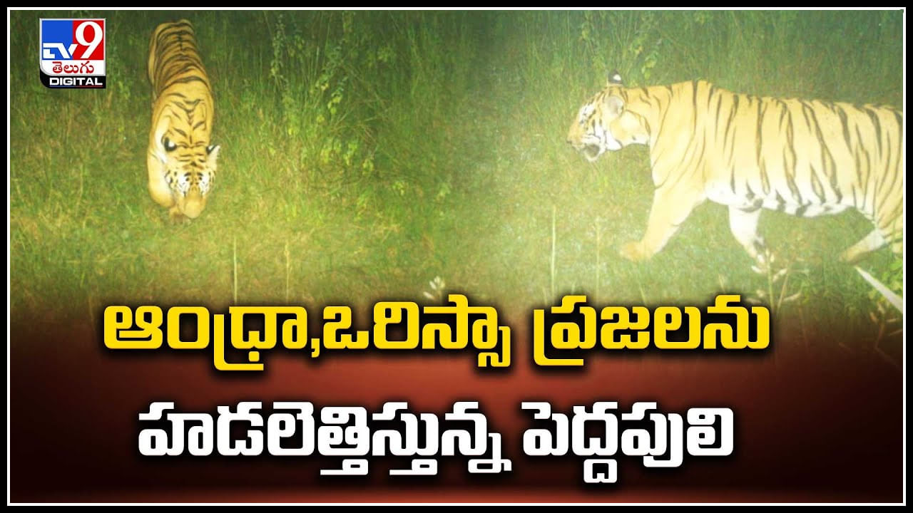 Tiger Video: ఆంధ్రా,ఒరిస్సా ప్రజలను హడలెత్తిస్తున్న పెద్దపులి.. ట్రాప్‌ కెమెరాల్లో రికార్డయిన పులి.