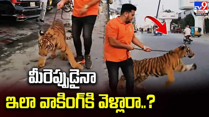 యజమాని వెంట షికారుకు బయలుదేరిన పులి !! నెట్టింట వైరల్ అవుతున్న వీడియో యజమాని వెంట షికారుకు బయలుదేరిన పులి !! నెట్టింట వైరల్ అవుతున్న వీడియో