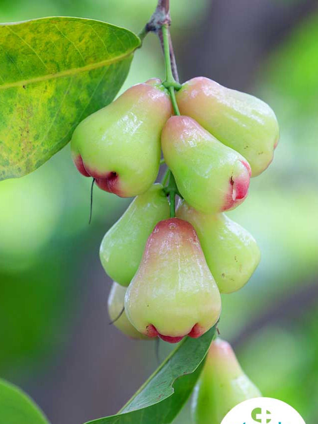 ఈ పండు కనిపిస్తే వెంటనే తినేయండి.. TV9 Telugu