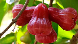 సీతాఫలం మాత్రమే కాదు.. ఆకులతో కూడా ఆరోగ్యానికి, శరీరానికి ప్రయోజనాలు పుష్కలం..!