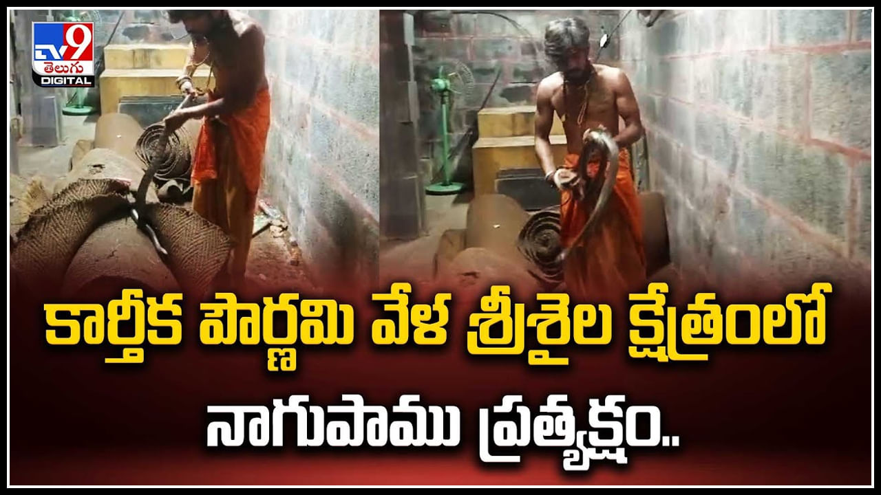 Srisailam: కార్తీక పౌర్ణమి వేళ శ్రీశైల క్షేత్రంలో నాగుపాము ప్రత్యక్షం.! వీడియో వైరల్..