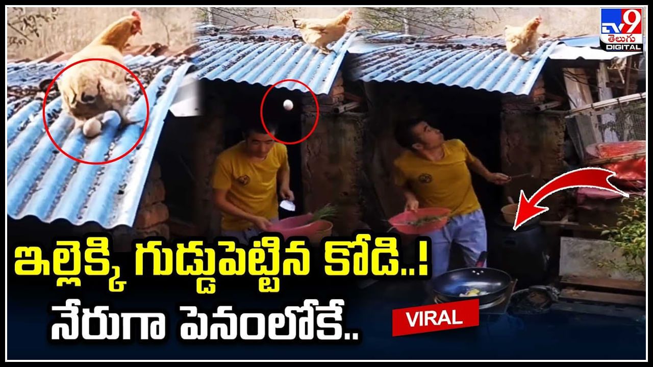 Viral: ఇల్లెక్కి గుడ్డుపెట్టిన కోడి..! నేరుగా పెనంలోకే.. నవ్వులు పూయిస్తున్న వీడియో