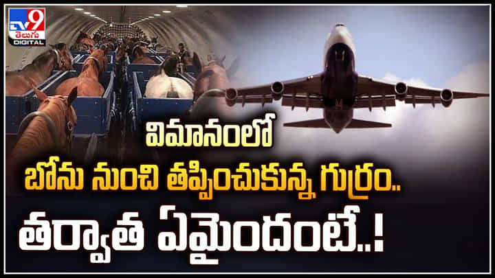 Viral: విమానంలో బోను నుంచి తప్పించుకున్న గుర్రం.. తర్వాత ఏమైందంటే..! Viral: విమానంలో బోను నుంచి తప్పించుకున్న గుర్రం.. తర్వాత ఏమైందంటే..!