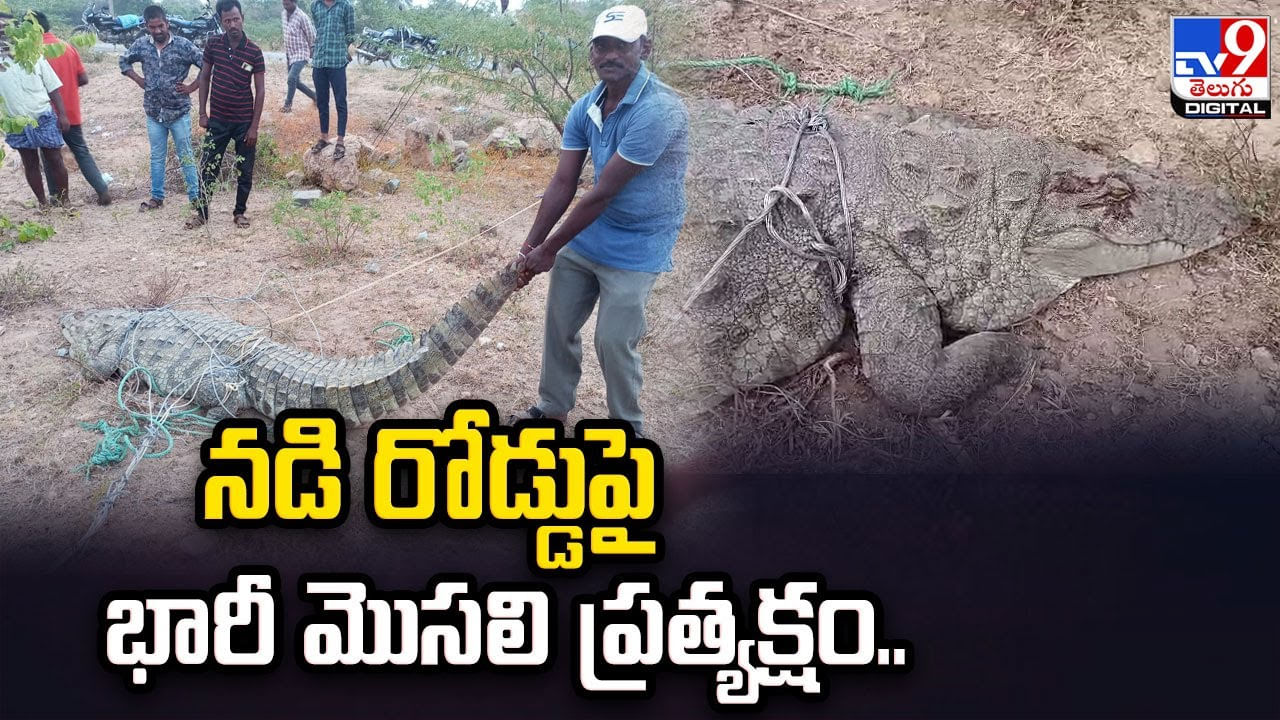 Crocodile: రోడ్డు దాటుతున్న మొసలి.. పెద్ద చెరువు నుంచి రోడ్డుపైకి వచ్చిన మొసలి.. వీడియో.