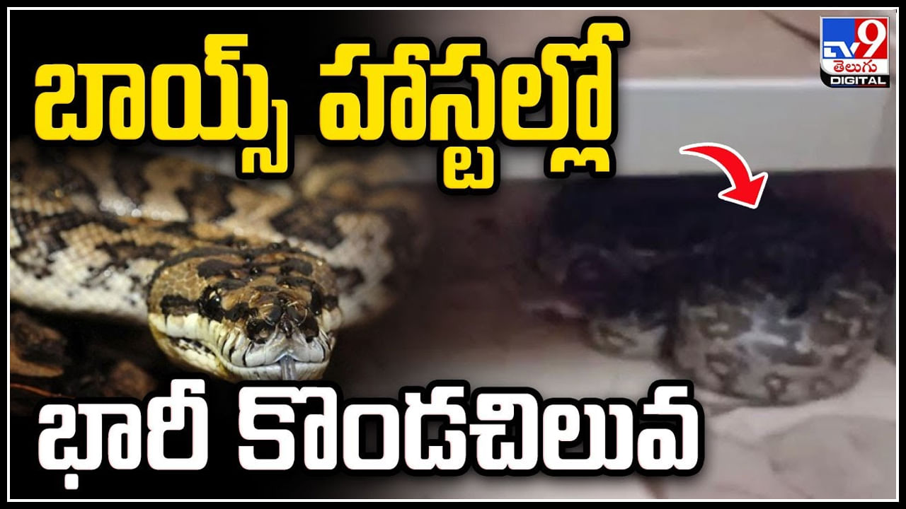 Python: ఐటీ బోయ్స్‌ హాస్టల్‌లో మంచంకింద నక్కిన భారీ కొండచిలువ.. ఆతర్వాత ...