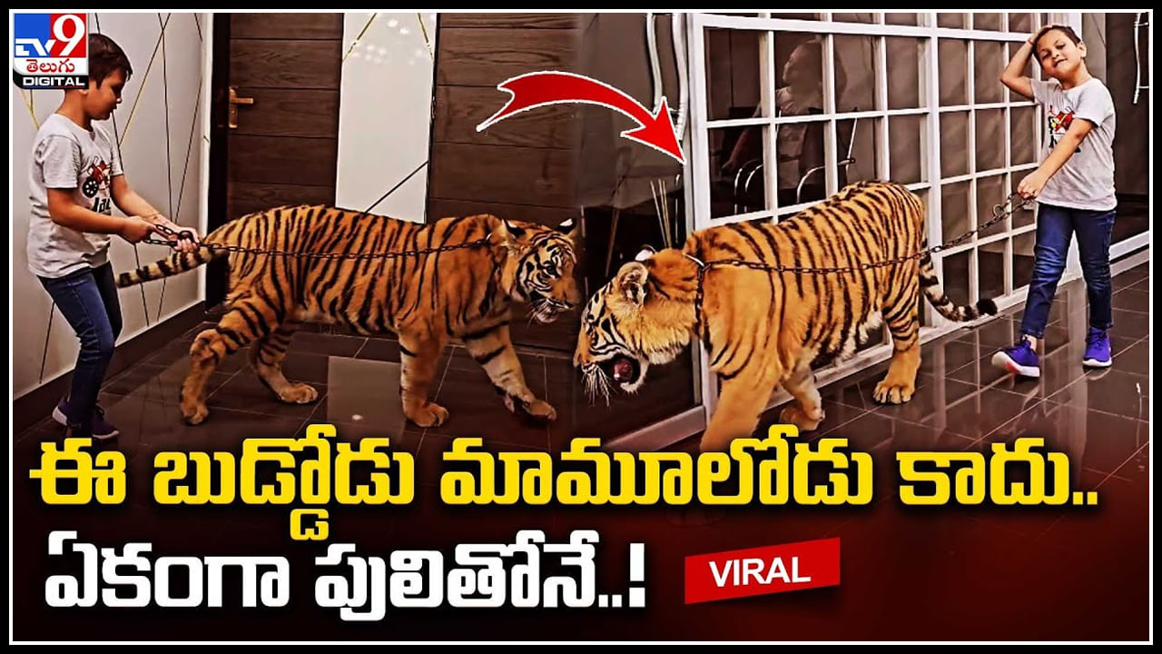 Viral: ఈ బుడ్డోడు మామూలోడు కాదు.. ఏకంగా పులితోనే వాకింగ్..! వీడియో వైరల్..