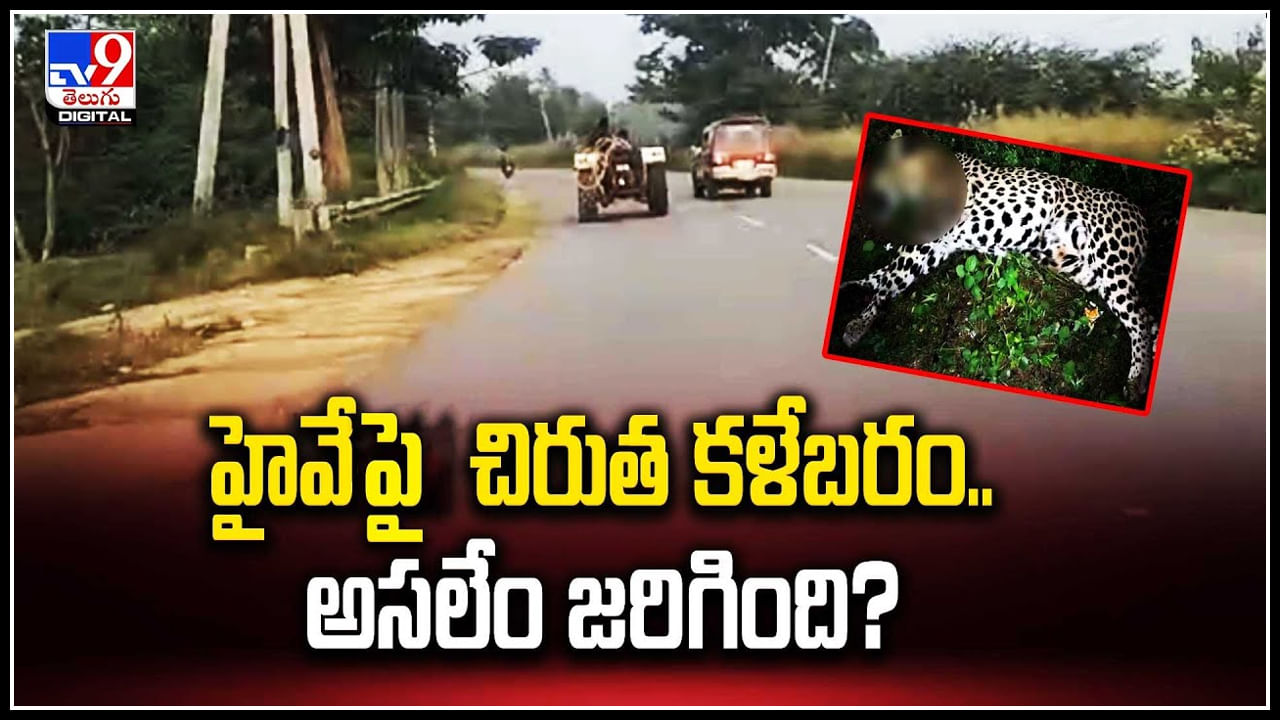 Cheetah: హైవేపై చిరుత కళేబరం.. అసలేం జరిగింది.? పైగా గర్భంతో ఉన్న చిరుత.