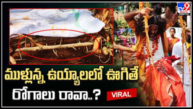 ముళ్లున్న ఉయ్యాలలో ఊగితే రోగాలు రావా..? పాడేరు మన్యంలో వింత ఆచారం ముళ్లున్న ఉయ్యాలలో ఊగితే రోగాలు రావా..? పాడేరు మన్యంలో వింత ఆచారం