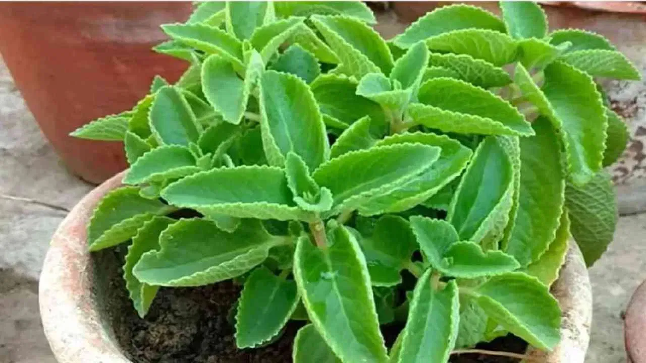 Ajwain leaves benefits: భోజనం తర్వాత ఈ ఆకును తింటే.. అద్భుతమైన ప్రయోజనాలు ఉన్నాయండోయ్!