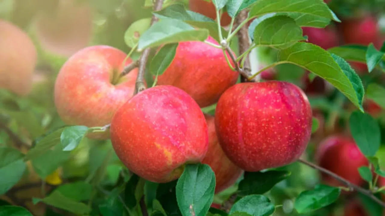 ఆరోగ్యానికి మేలు చేసే పండ్లలో యాపిల్స్ ముఖ్యమైనవి. అయితే మార్కెట్‌ నుంచి తీసుకొచ్చిన కొన్ని రోజులకే అవి పాడైపోతుంటాయి. యాపిల్స్ పై నల్ల మచ్చలు ఏర్పడి, కుళ్ళిపోతుంటాయి.