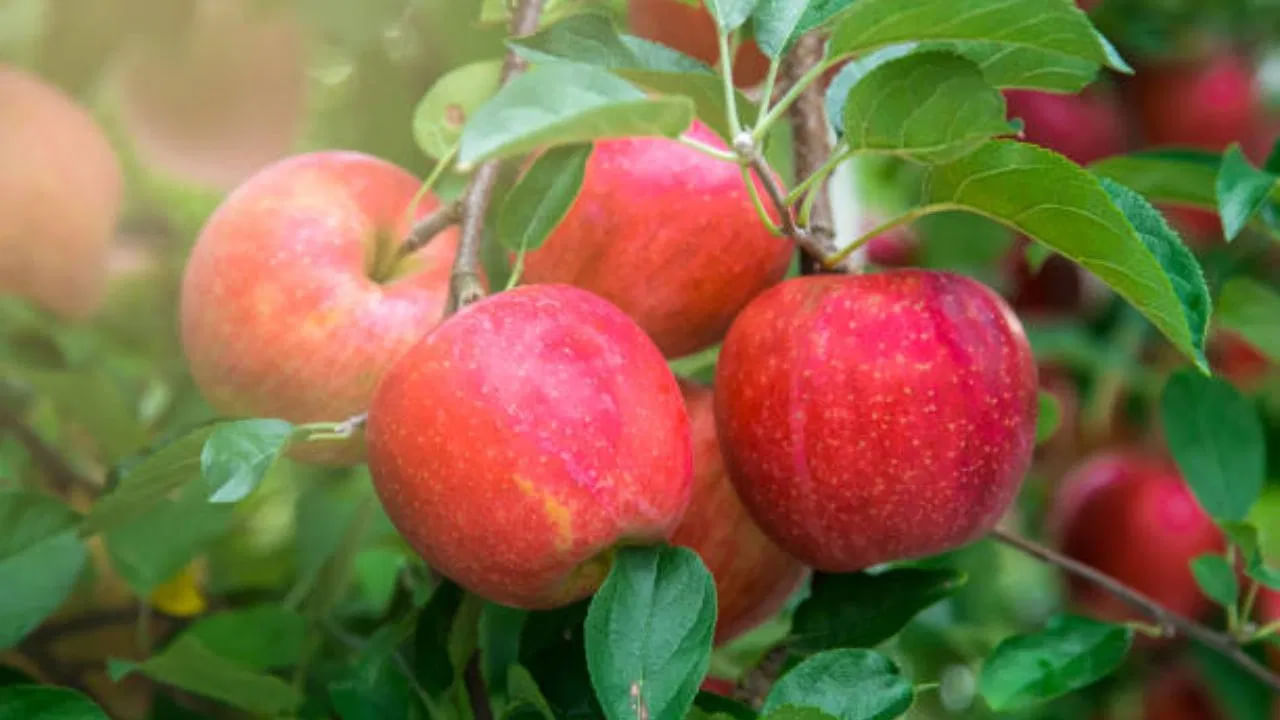 ఆరోగ్యానికి మేలు చేసే పండ్లలో యాపిల్స్ ముఖ్యమైనవి. అయితే మార్కెట్‌ నుంచి తీసుకొచ్చిన కొన్ని రోజులకే అవి పాడైపోతుంటాయి. యాపిల్స్ పై నల్ల మచ్చలు ఏర్పడి, కుళ్ళిపోతుంటాయి.