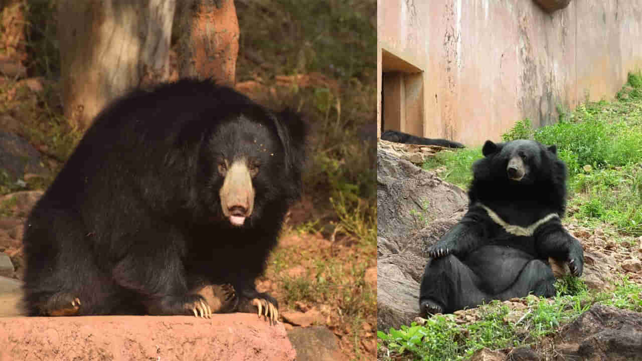 Vizag Indira Gandhi Zoo: విశాఖ ఇందిరా గాంధీ జూలో ఎలుగుబంటి దివ్య మృతి.. పోస్టుమార్టం రిపోర్టులో షాకింగ్‌