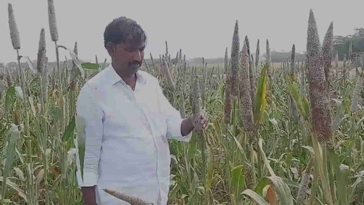 Andhra Pradesh: పక్షి ప్రేమికుడి గొప్ప మనసు.. పక్షుల కోసం ఈ రైతు ఏం చేస్తున్నాడో తెలుసా..?