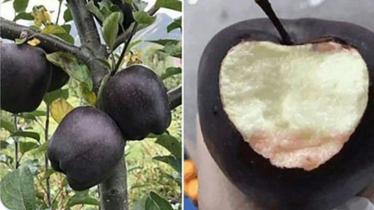 Black Apples: అరుదైన బ్లాక్ యాపిల్ ధర తెలిస్తే షాకే.. వీటిని ఎక్కడ సాగుచేస్తారంటే..?
