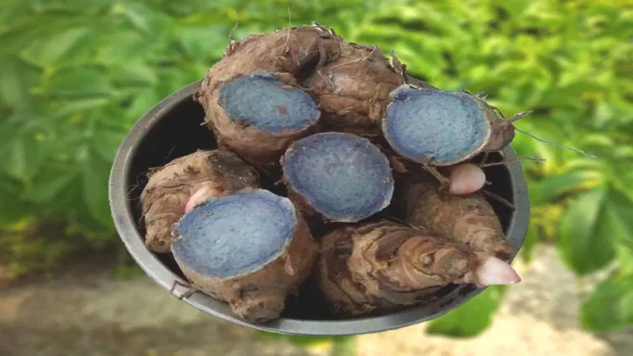 Black Turmeric: నల్ల పసుపు పొడిని ఎప్పుడైనా చూశారా.. ఎన్ని ఔషధ గుణాలు ఉన్నాయో తెలుసా!