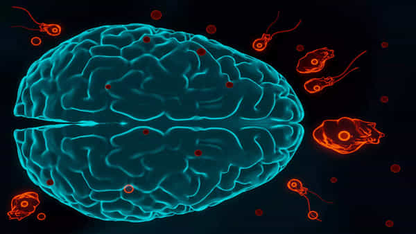Brain-Eating Amoeba: చాప కింద నీరులా వ్యాపిస్తోన్న మెదడు తినే అమీబా.. ఇప్పటి వరకూ 11 మంది బలి