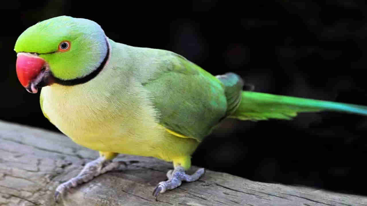 Parrots: రామ చిలుకలు మనుషుల భాషను ఎలా మాట్లాడగలుగుతాయో తెలుసా? దీని వెనుక సైన్స్ ఇదే