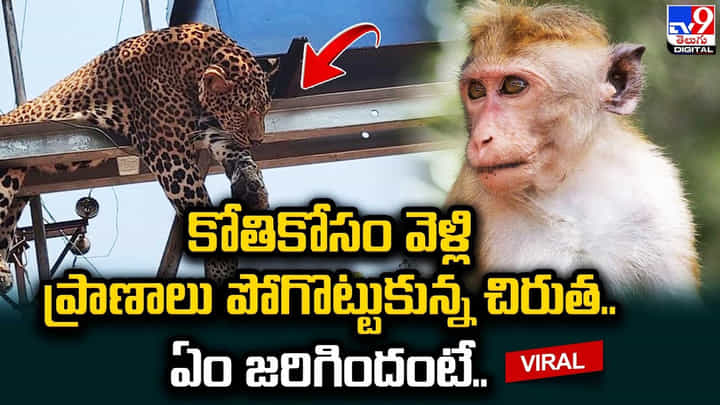 కోతికోసం వెళ్లి ప్రాణాలు పోగొట్టుకున్న చిరుత..ఏం జరిగిందంటే ?? కోతికోసం వెళ్లి ప్రాణాలు పోగొట్టుకున్న చిరుత..ఏం జరిగిందంటే ??