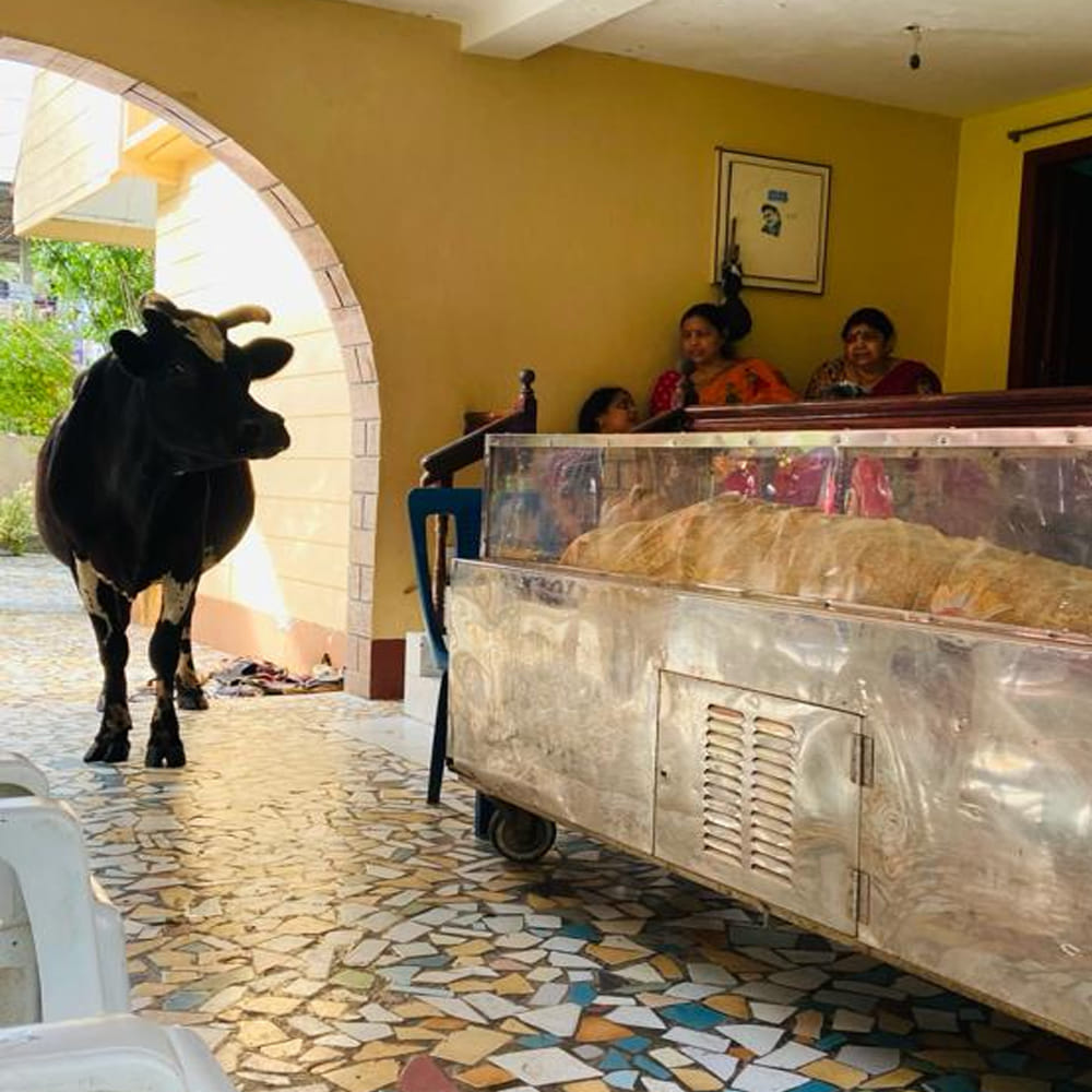 సఖినేటిపల్లి, నవంబర్ 7: తనకు సపర్యలు చేసే యజమాని చనిపోవడంతో మృతదేహం వద్ద విలపించి, విచారం వ్యక్తం చేసి ప్రేమను చాటుకుందా గోవు. యజమాని చనిపోవడంతో మృతదేహం వద్ద ఆవేదనతో అరుస్తూ దుఃఖం వెళ్లగక్కింది. ఆవు అరుపులు చూసి మృతుడి కుటుంబ సభ్యులు కన్నీటి పర్యంతమయ్యారు.