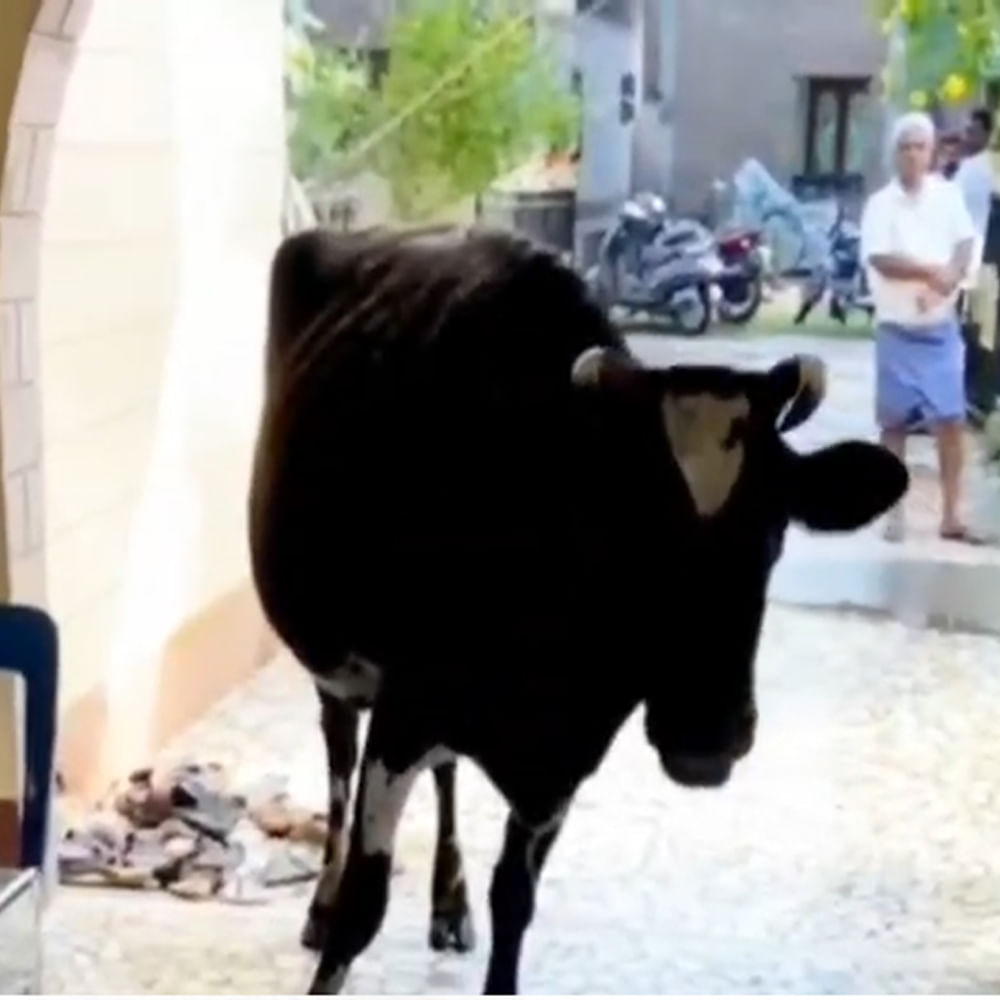 నేటి సమాజంలో మనుషులకు లేని ప్రేమ మూగజీవైన ఆవు తన యజమానిపై చూపిన ప్రేమను స్థానికులు కొనియాడుతున్నారు.