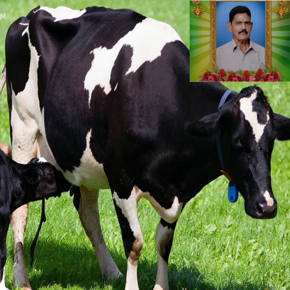 ఆవు పుట్టినప్పటి నుండి యజమాని సత్యనారాయణ మూర్తి కన్న బిడ్డ వలె తన చేతులతో పెంచి ఆలనా పాలన చూడడం వల్లనే రెండు రోజులు నుండి విచారంగా ఉంటుందని కుటుంబ సభ్యులు విచారం వ్యక్తం చేస్తున్నారు.