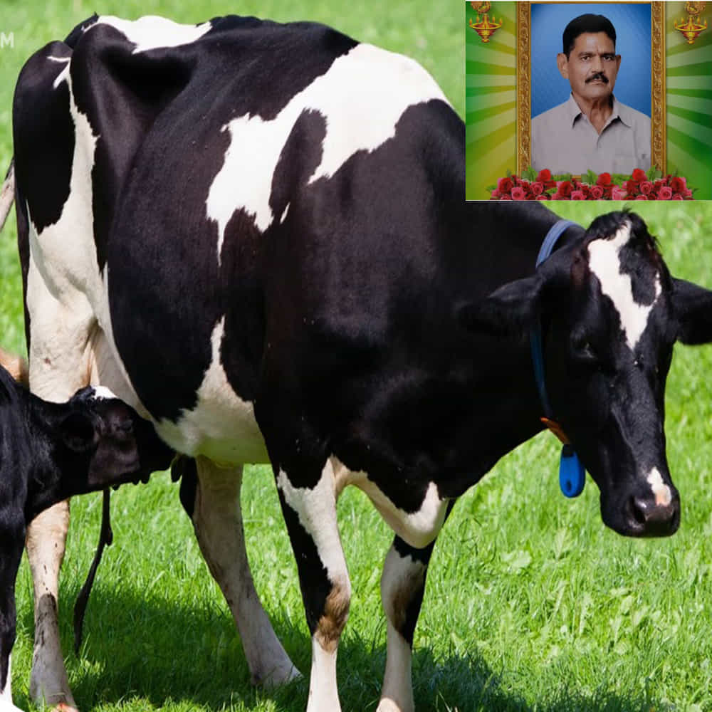 ఆవు పుట్టినప్పటి నుండి యజమాని సత్యనారాయణ మూర్తి కన్న బిడ్డ వలె తన చేతులతో పెంచి ఆలనా పాలన చూడడం వల్లనే రెండు రోజులు నుండి విచారంగా ఉంటుందని కుటుంబ సభ్యులు విచారం వ్యక్తం చేస్తున్నారు.