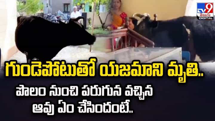 గుండెపోటుతో యజమాని మృతి.. పొలం నుంచి పరుగున వచ్చిన ఆవు ఏం చేసిందంటే ?? గుండెపోటుతో యజమాని మృతి.. పొలం నుంచి పరుగున వచ్చిన ఆవు ఏం చేసిందంటే ??
