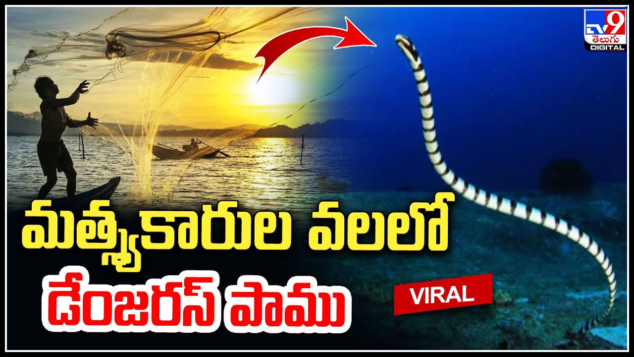 Dangerous Snake: విశాఖ తీరంలో మత్స్యకారుల వలలో డేంజరస్‌ పాము.!