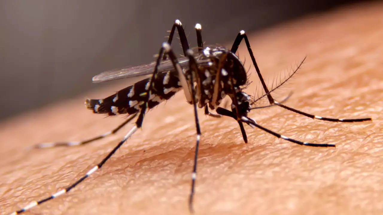 Dengue Effect on Brain: బ్రెయిన్ పై ఎఫెక్ట్ చూపిస్తున్న డెంగ్యూ.. డేంజర్ అంటోన్న నిపుణులు!