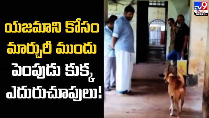 యజమాని కోసం మార్చురీ ముందు పెంపుడు కుక్క ఎదురుచూపులు !! యజమాని కోసం మార్చురీ ముందు పెంపుడు కుక్క ఎదురుచూపులు !!