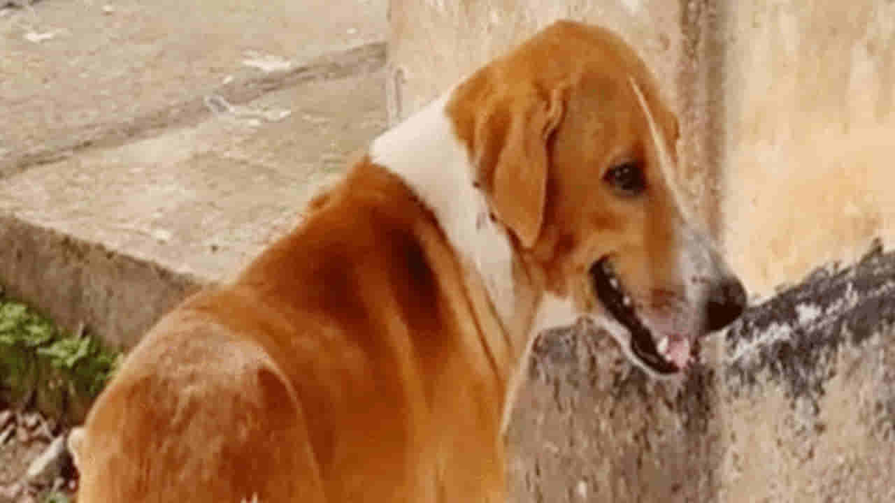 Dog Video: మార్చురీలో యాజమాని కోసం పెంపుడు కుక్క ఏం చేసిందంటే..