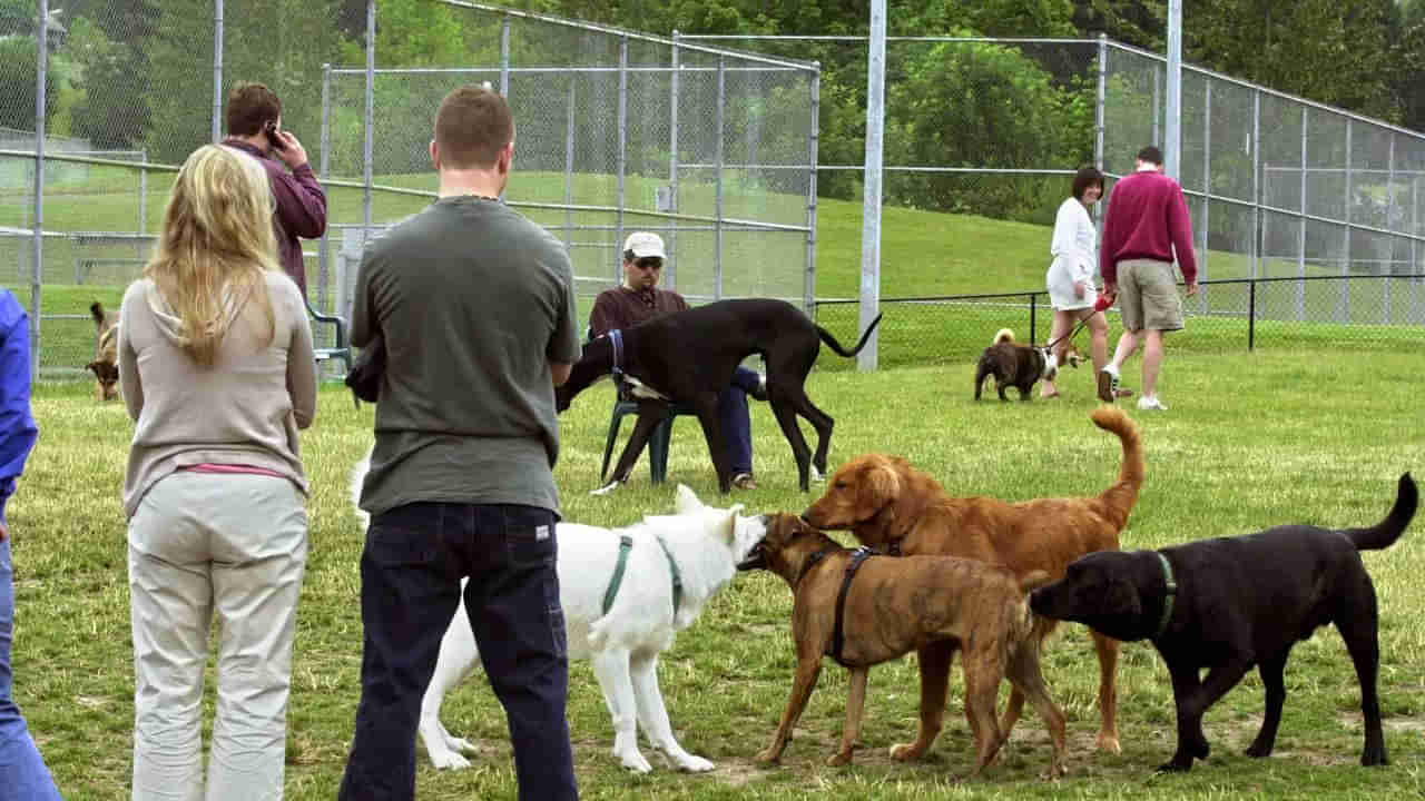 Disease for Dogs: పెంపుడు కుక్కలకు వింతైన వ్యాధి.. పశువైద్యులకు కూడా అంతుచిక్కడం లేదు..