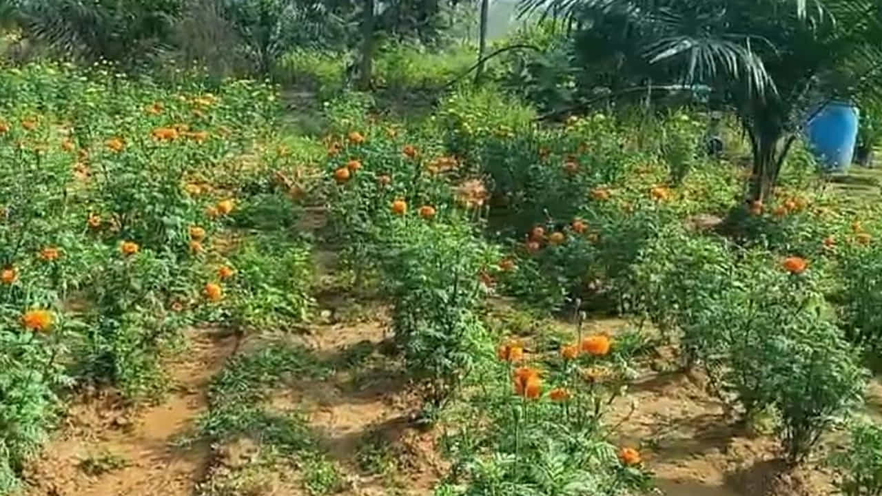 ఒక ఎకరం బంతిపూల సాగుకు సుమారు ఎనిమిది వేల మొక్కలు వరకు అవసరం. అలా నర్సరీలో పెంచిన ఎనిమిది వేల మొక్కలను తెగుళ్లు, పురుగు బెడద లేకుండా మొక్కకి మొక్కకి మధ్య కొంత దూరం ఉండేలా జాగ్రత్తలు తీసుకున్నారు.