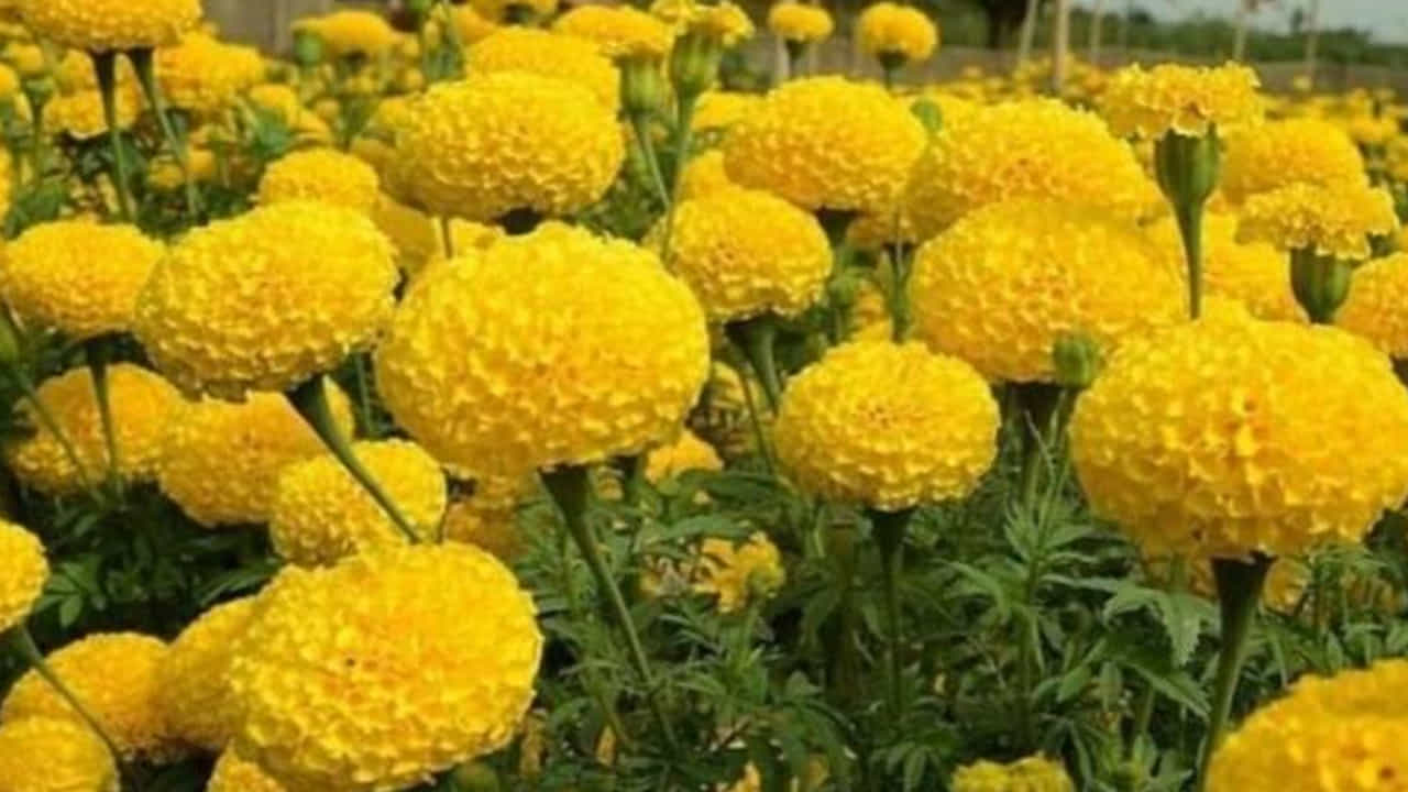 కలకత్తా రకం బంతిపూలు కావడంతో ఒక్కో పువ్వు దాదాపు అరకేజి బరువుతో చాలా పెద్దదిగా పూసింది. అలా ఒక్కో మొక్కకి సుమారు 15 వరకు పూలు పూశాయి. పూసిన ఒక్కో బంతి పువ్వును రూపాయిన్నర ధరకు విక్రయిస్తున్నారు.