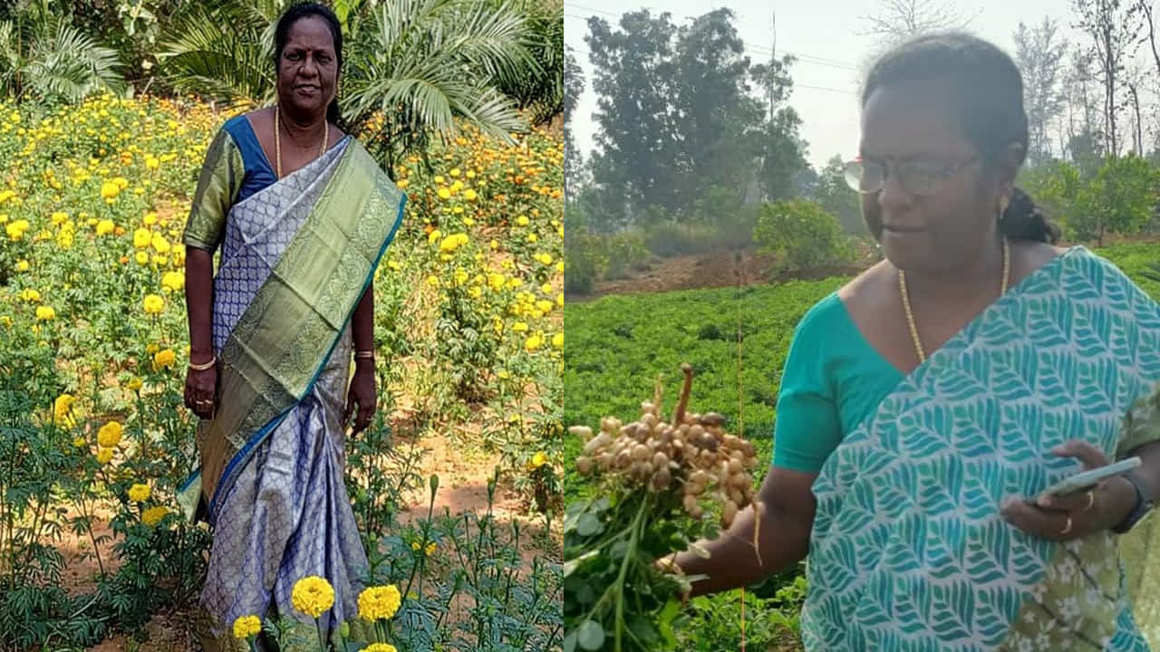 అందులో భాగంగా ప్రస్తుతం కార్తీకమాసంను దృష్టిలో ఉంచుకొని బంతిపూలకు డిమాండ్ ఎక్కువగా ఉంటుందని గ్రహించారు. అందులోనూ బంతి పూల సాగు కేవలం నలభై ఐదు రోజులు మాత్రమే ఉంటుంది. దీంతో లోకల్ బంతి పూలు కాకుండా నీటి ఎద్దడికి తట్టుకుంటూనే పరిమాణంలో పెద్దదిగా ఉండే కలకత్తా జాతి బంతిపూల తోటను సాగు చేయాలని నిర్ణయించుకున్నారు. అందుకోసం కలకత్తా నుండి బంతిపూల విత్తనాలను తెప్పించి నారును నేరుగా పొలంలో కాకుండా నర్సరీ లో పెంచారు.