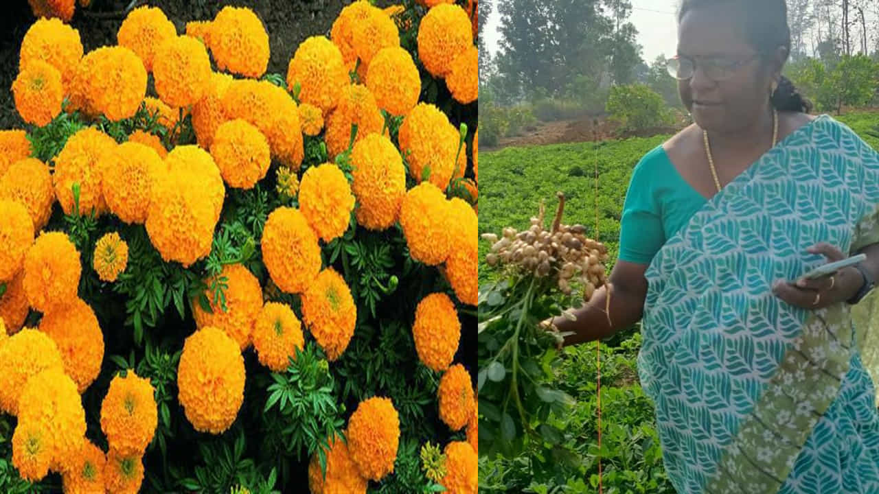 అయితే నీటి ఎద్దడి ఉన్నా ఈ మొక్క తట్టుకోగలగ బంతి పూల సాగు లాభసాటి గా మారి ఎకరం భూమిలో కేవలం యాభై వేల పెట్టుబడితో లక్షా ముప్పై వేల వరకు ఆదాయం పొందానని చెప్తున్నారు. రైతులు అదును, పదును చూసి సీజన్స్ తగ్గ వాణిజ్య పంటలు వేసుకుంటే సిరులు కురిపించవచ్చని చెప్తున్నారు.