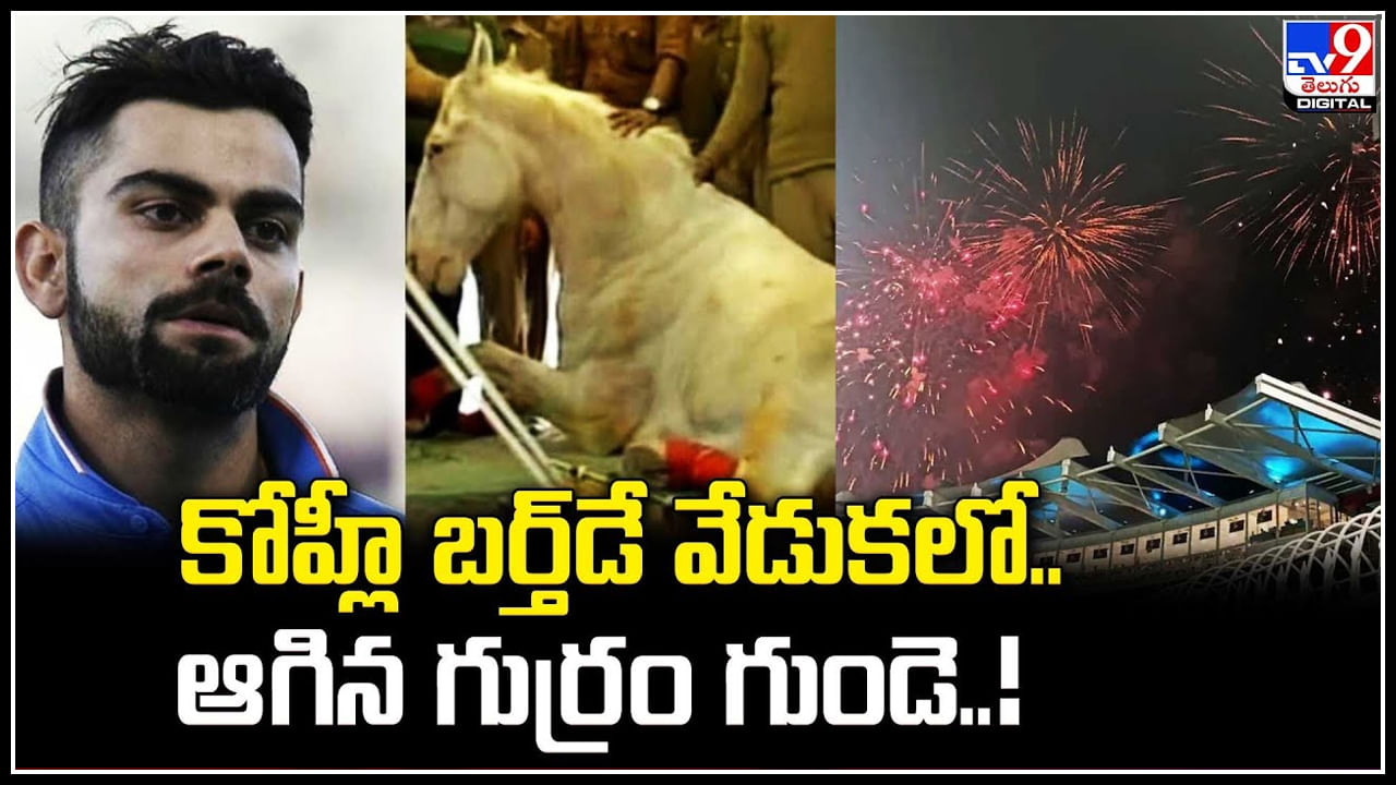 Viral: కోహ్లీ బర్త్‌డే సెలబ్రేషన్స్‌లో.. ఆగిన గుర్రం గుండె..! వైరల్ అవుతున్న వీడియో.